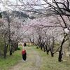 十五年ぶり？？？勝原の花桃を見てきました。近くにこんな素敵な場所があるなんて！大野へおいでよ(*^^*)