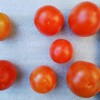 食べ蒔き作物プロジェクト報告書 晩秋トマトのレビュー