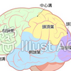 韓国語で『脳』は。。。