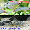 (熱帯魚)ラミーノーズ・テトラ(ブリード)(6匹) + コリドラス・パレアタス(1匹) 北海道・九州・沖縄航空便要保温