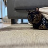 ねこにゃのでやってみる。