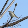 うぐいすが鳴きました