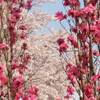 栂池自然園 紅葉 ２０２２年 見頃に？