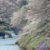 千鳥ヶ淵の桜とスカイツリー