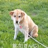 迷い犬 会名「銀次」の飼い主さんを捜しています
