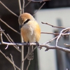 畑の身近な撮り鳥（モズ、メジロ＆イソヒヨドリ＋α鳥）目撃に！(^-^)