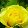 yellow roses