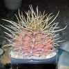 サボテンの植え替えと、その為に購入した資材がかさばる