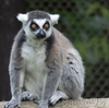 個体紹介　マーチ（埼玉県こども動物自然公園）