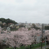 今日は無情の雨