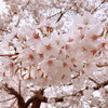 夜桜ウォーキング