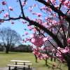 本牧山頂公園の横浜緋桜