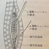 身体の使い方シリーズその106『腱の強さとは⁈』クライマーや武術家でも気になる部分で一般の方でも関係しております。感覚器からの考察で筋紡錘と腱紡錘の違いでお話し致します。