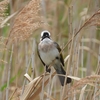 2023年3月の野鳥