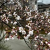 4月9日（水）長岡も開花し始めた、母と土手散歩（今季初）、睡眠が深い