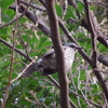 お山で見かけたアノ鳥は？