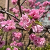 桜と花（華）のお話