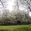桜のサイクル