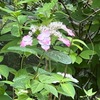 ６月鎌倉妙法寺の花たち／梅の実を詠んだ短歌　　苔階段で有名な鎌倉妙法寺は，花のお寺でもあります．今日出会ったのは：ヤマボウシ，サンゴジュ，カシワバアジサイ，シモツケ，キンシバイ，キョウガノコ，ハンゲショウ，ハス，タイサンボク，アジサイ，ヤマアジサイ．苔階段の苔は分厚くなり，梅は色づきはじめていました．　谷汲（たにぐみ）はしづかなる寺くれなゐの梅干ほしぬ日のくるるまで　斎藤茂吉　　あのづから苔生（こけふ）に落ちし梅の実のつぶさに観れば苔よりも青し　吉野秀雄