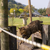 近隣住宅街のねこさん