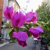 台湾出身日本兵