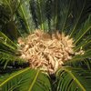 東山植物園の麗しい植物たち
