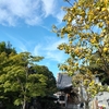 （巻四十二）三つづつ数へて分けるさくらんぼ(横田青天子)