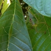 Công ty diệt côn trùng - 12 loài côn trùng - động vật có khả năng ngụy trang khó mà phát hiện được