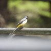 東照宮の裏山で探鳥会