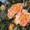 寒さに耐えて咲く薔薇