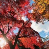 【京都の赤に魅せられて】京都の紅葉の美しさは人工的に作られた美として完成しているのかな