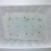 ハエトリソウ観察日記 14