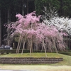 枝垂れ桜 見ごろです！！