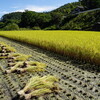 雨でぐちゃぐちゃ・・稲刈り2023 1日目の様子