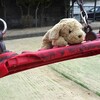 2026/02/06（金）　泉町公園　a.m.  六甲山 p.m.