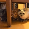 男は寒がり？
