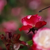 ばらの花、ピンク