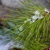 わずかに積雪、晴れるも、冷たい北西の風が…。