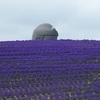 ラベンダーの向こうに見えるあれは、頭大仏。真駒内滝野霊園に行ってきた。