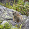 東ヌプカウシ山へ①（8月19日）