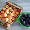 今朝の買い物から  リンゴと生のプルーン