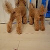 太陽のように照らす