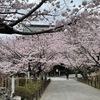 鎌倉建長寺の桜　境内全域で桜を見ることができます．一番見応えのあるのは，惣門をくぐつて境内に入つてすぐ，山門までの間．手入れも行き届いています．境内の所々，山の上にも桜を見ることができ，一番奥の半僧坊には沢山の桜が植えられています．ほとんどの観光客の目は桜へ，という今の時期ですが---  建長寺で有名な柏槇には迫力があります．  桜以上と言つていいでしよう．今は柏槇の花の時期でもあります．だれも目にとめませんが．