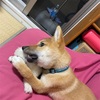 柴犬「きび」が来てから27日目【息子の言葉にほっこりする】