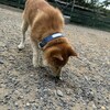 老犬ホームあん｜新人さん リキ^^