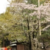 常磐神社鳥居横の桜・・