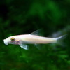 （SALE）(熱帯魚)ゴールデンアルジイーター（約4cm）（3匹）【水槽/熱帯魚/観賞魚/飼育】【生体】【通販/販売】【アクアリウム】