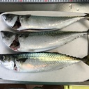 釣りとご飯とたまに仕事