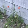 長実雛芥子