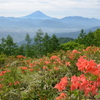 レンゲツツジの甘利山